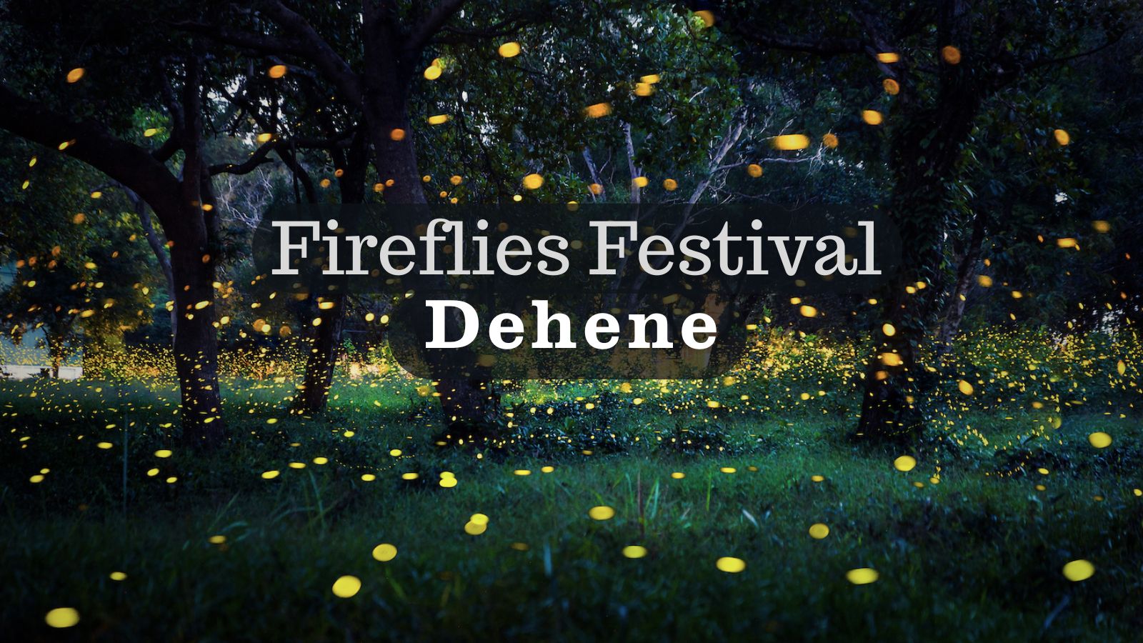 Fireflies glowing at Dehne during May June firefly season