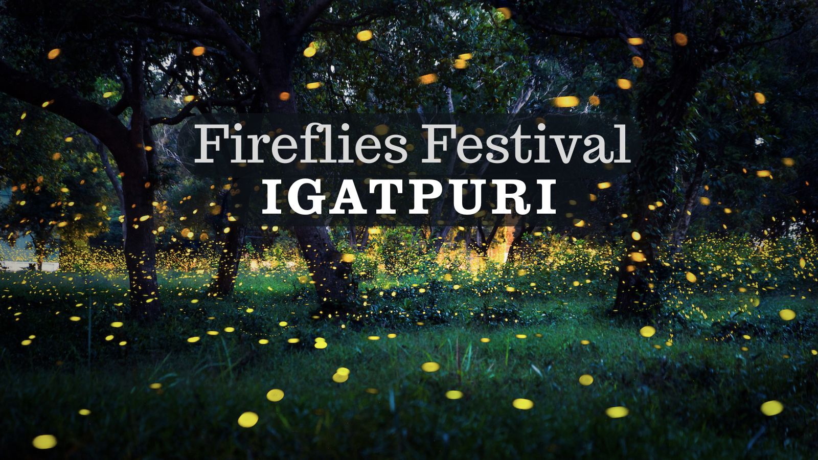 Fireflies glowing at Igatpuri during May June festival season