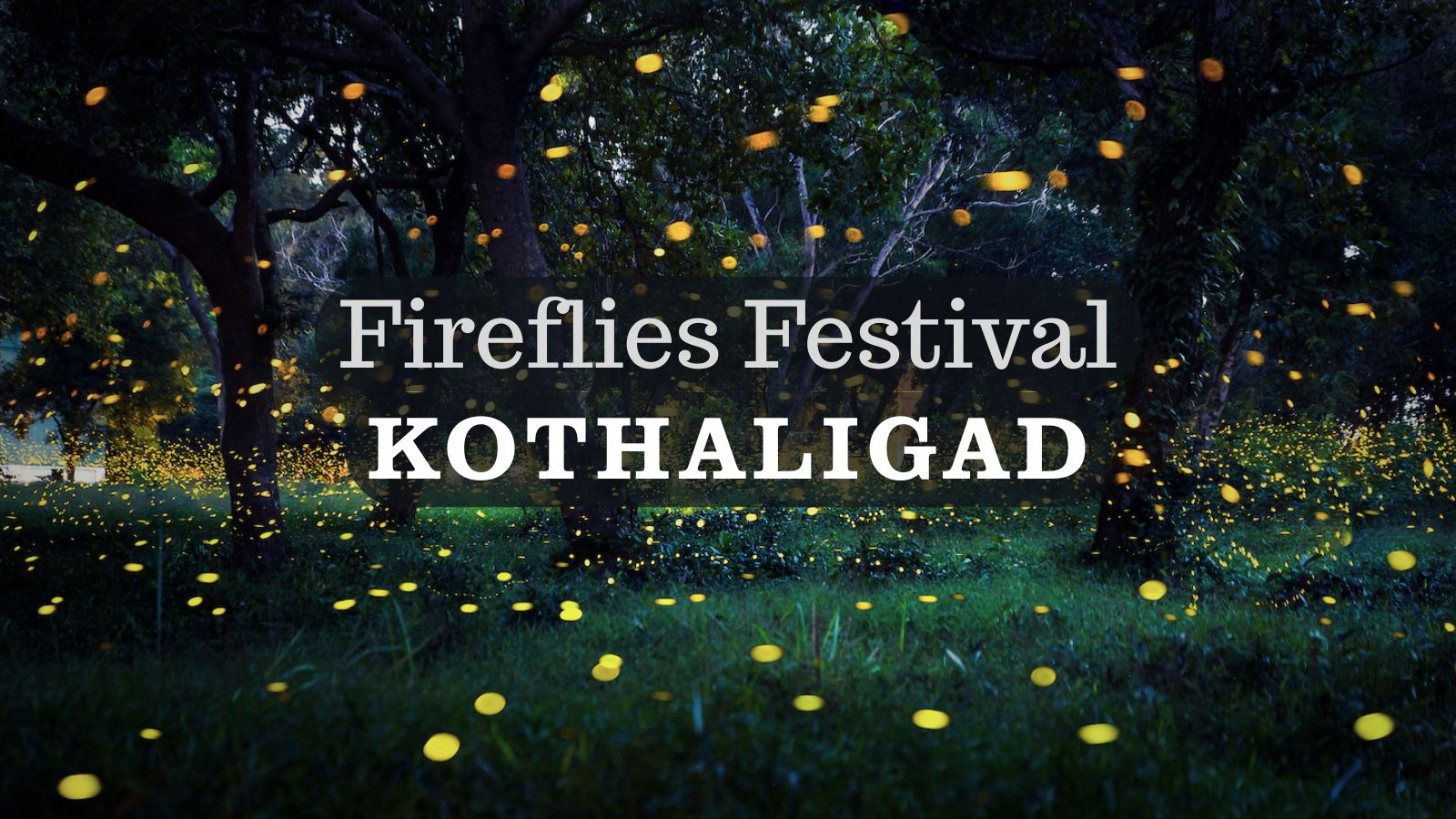 Kothaligad Fireflies blinking along jungle trek trail at night