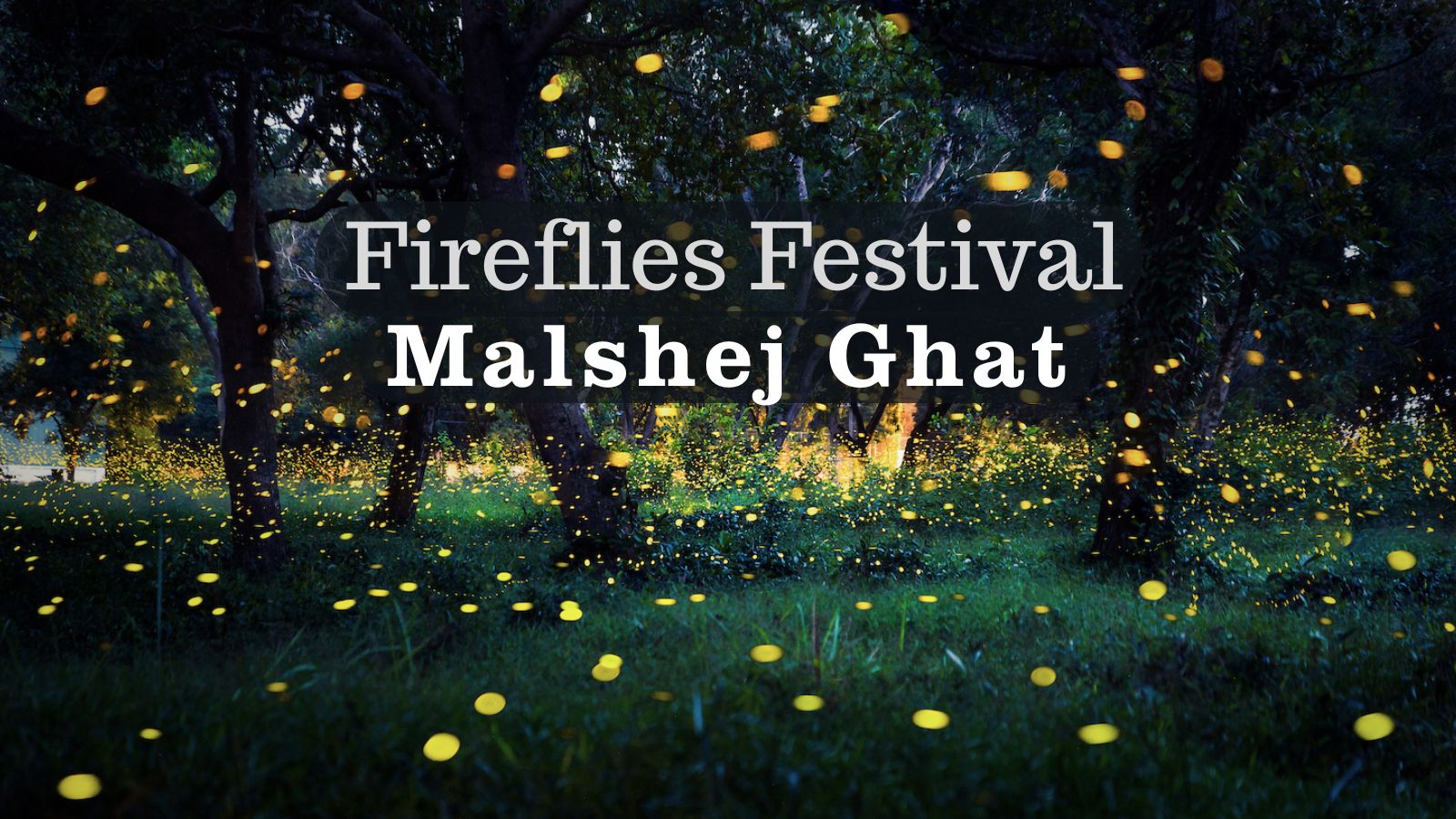 Fireflies glowing at Malshej Ghat during May June festival season